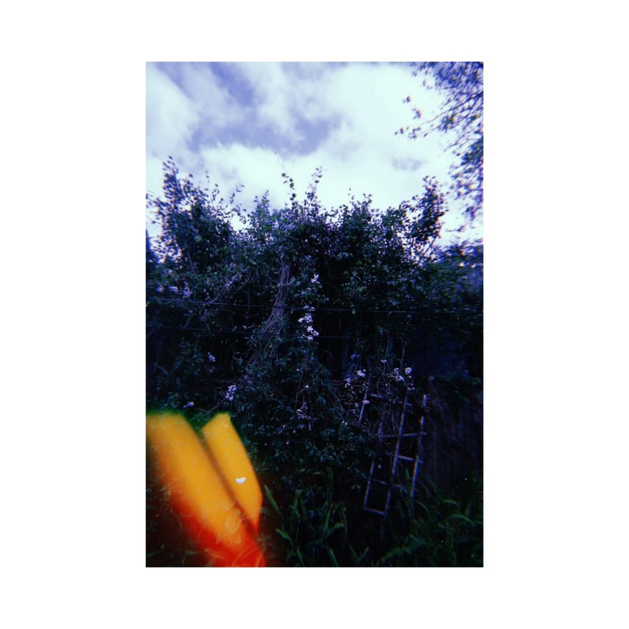 Artichoke