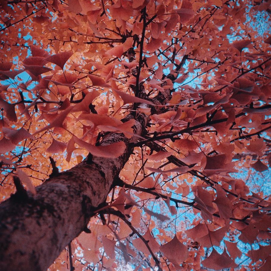 ginkgo