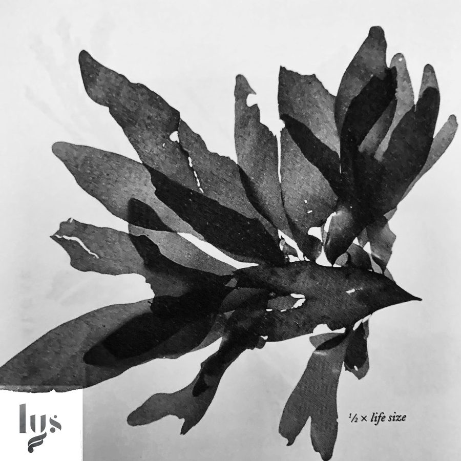 Lys